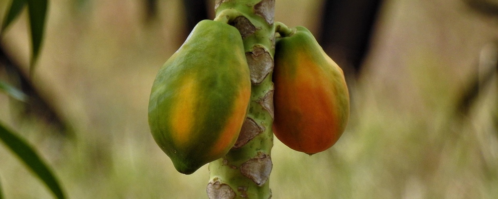 Growth Providing